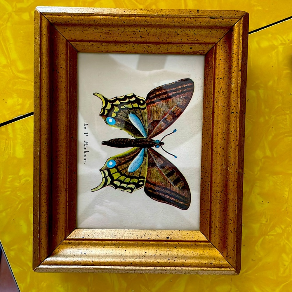 Lovely decorative MCM gold framed butterfly